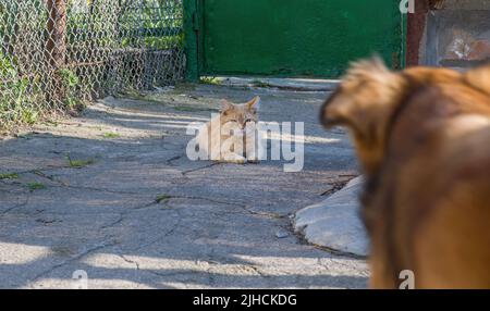 Cat and dog look at each other. The cat looks at the dog warily when meeting with her. Stock Photo