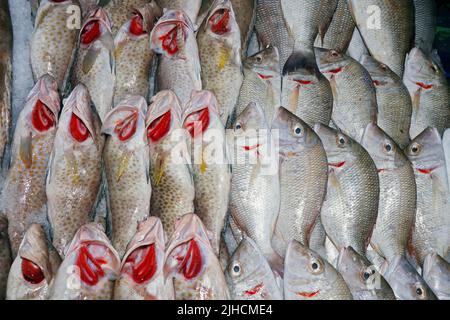 hamour fish and sheri in a market stall on ice for sell in dubai Stock Photo