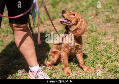Puppy English Cocker Spaniel red color, sits on the green grass next to the mistress. High quality photo Stock Photo