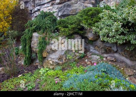 Amazing view in park next to Sacre Couer Church ( cathedral)  -  small blue spruce and pine and other plants in rocks  - yellow and green -  autumn be Stock Photo