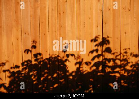 The shadow of raspberry bushes on a wooden wall. Abstract background. Stock Photo