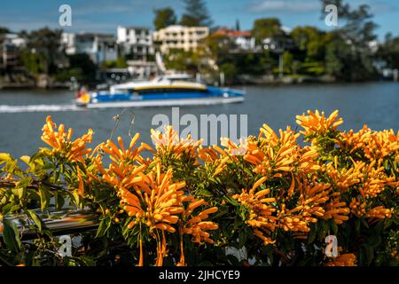 Orange Trumpet Vine (Pyrostegia Venusta) flowers in full bloom, Brisbane, Australia Stock Photo