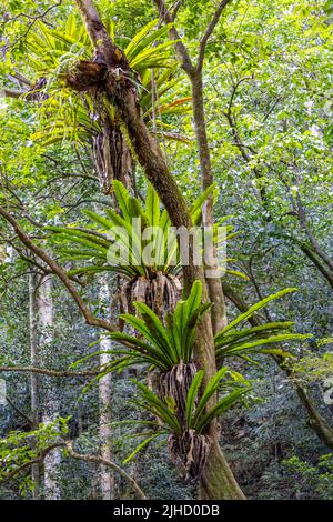 Birds nest ferns growing in a South Eastern Australian Rainforest Stock Photo