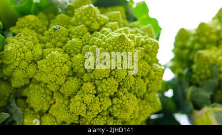 Romanesco broccoli cabbage (Roman Cauliflower) close-up isolated on white background Stock Photo