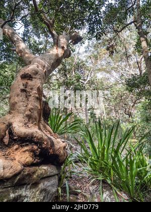A gnarled Sydney Red Gum  (Angophora costata) surrounded by Gymea Lillies (Doryanthes excelsa) in Royal National Park. Stock Photo
