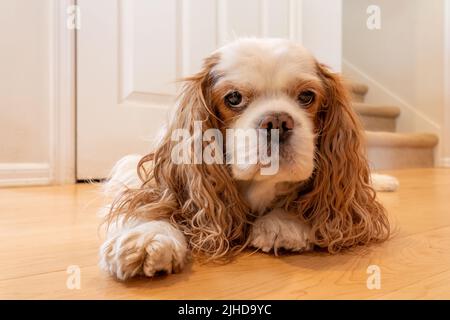 Issaquah, Washington, USA.   Cavalier King Charles Spaniel, Mandy,  reclining on a hardwood floor Stock Photo