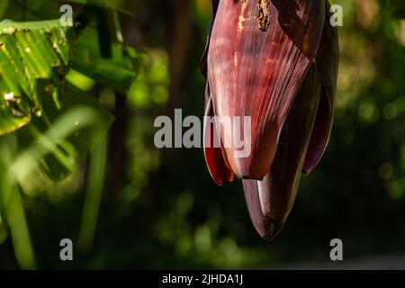 Close up The heart-shaped flower of the banana plant has a red color, it can be used as a vegetable. Tropical fruit plant Stock Photo