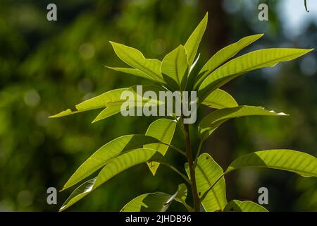 The shoots of the mango plant branches that have stiff green thick leaves, tropical fruit plants Stock Photo