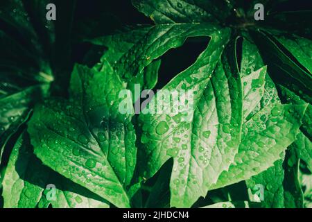 Leaves of Himalayan mayapple in garden. Sunny day. Stock Photo