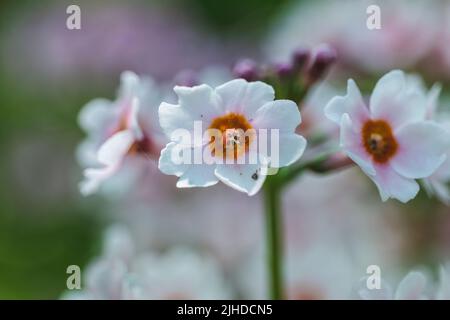 Selective focus. Close-up image of the beautiful Primula Alba, Japanese Cowslip, Japanese Primrose, Queen of Primroses Alba Primula japonica Stock Photo