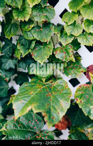 Grape leafs diseases. Angular reddish brown spots with shot-hole centers on grape leaves caused by anthracnose of grape. Grape rust. Stock Photo