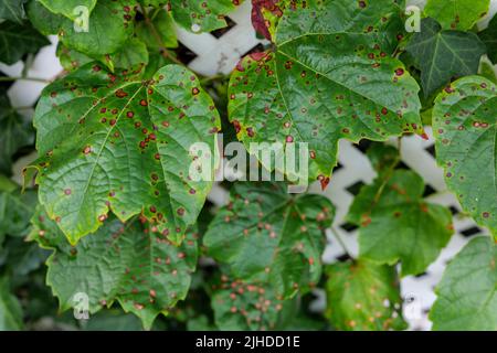 Grape leafs diseases. Angular reddish brown spots with shot-hole centers on grape leaves caused by anthracnose of grape. Grape rust. Stock Photo