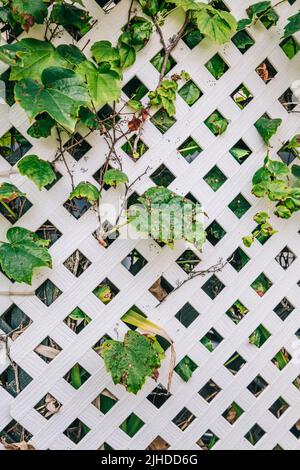 Grape leafs diseases. Angular reddish brown spots with shot-hole centers on grape leaves caused by anthracnose of grape. Grape rust. Stock Photo