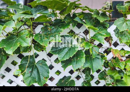 Grape leafs diseases. Angular reddish brown spots with shot-hole centers on grape leaves caused by anthracnose of grape. Grape rust. Stock Photo