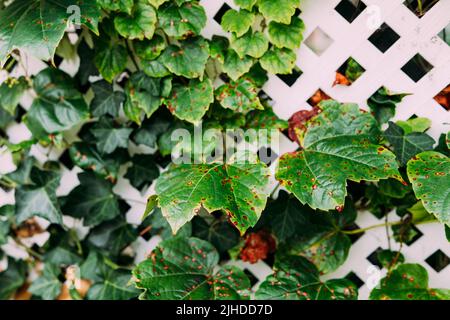 Grape leafs diseases. Angular reddish brown spots with shot-hole centers on grape leaves caused by anthracnose of grape. Grape rust. Stock Photo