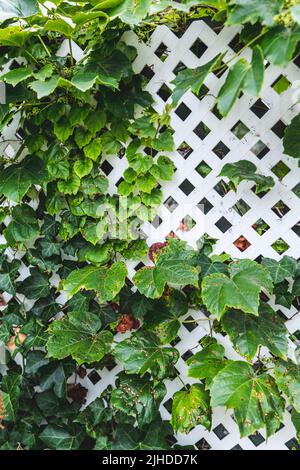 Grape leafs diseases. Angular reddish brown spots with shot-hole centers on grape leaves caused by anthracnose of grape. Grape rust. Stock Photo