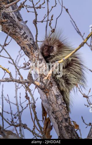 North American Porcupine in a tree Stock Photo