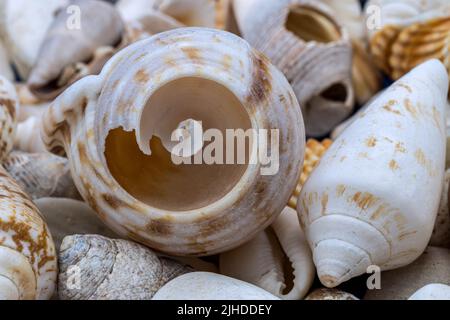 Sea shells background, concept of sea resort rest and vacation Stock Photo