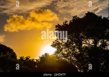 Sunrise. Looking out through silhouetted trees towards the low sun as it rises against cloudy sky, showing beautiful colours on a Summer morning, UK. Stock Photo