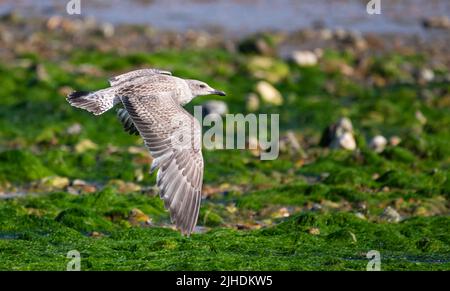 Juvenile Herring Gull (Larus argentatus) flying very low with wings stretched out over a beach in Summer, UK. Stock Photo