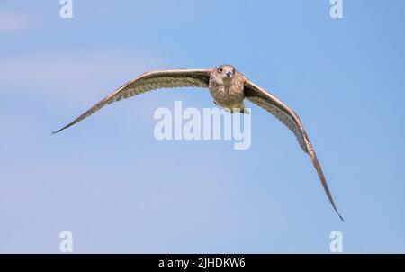 Juvenile Herring Gull (Larus argentatus) soaring, in flight, flying with wings stretched out against blue sky over a beach on a Summer day in the UK. Stock Photo