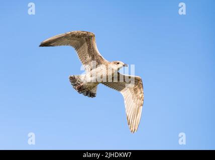 Juvenile Herring Gull (Larus argentatus) soaring, in flight, flying with wings stretched out against blue sky over a beach on a Summer day in the UK. Stock Photo