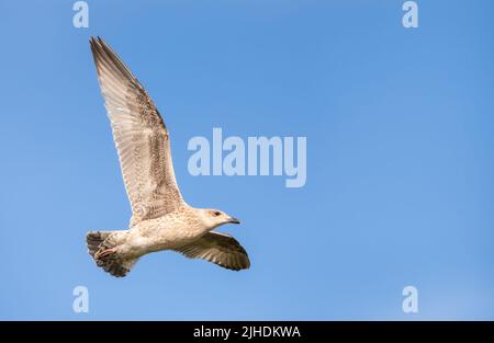 Juvenile Herring Gull (Larus argentatus) soaring, in flight, flying with wings stretched out against blue sky over a beach on a Summer day in the UK. Stock Photo