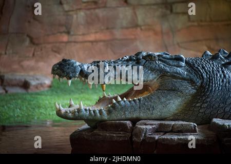 A side view of a head of an American alligator (Alligator mississippiensis) with an open jaw on stones Stock Photo
