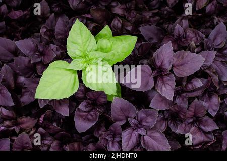 Purple and green basilic plantation. Fresh organic green and purple basil growing in the garden Top view of plenty fresh green and purple basil plant Stock Photo