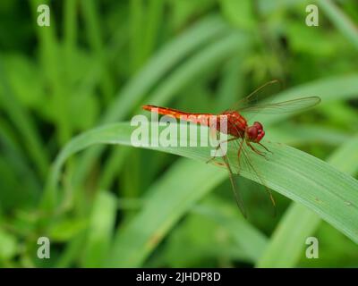 Many yellow round pattern on red dragonfly on leaf with natural green background Stock Photo