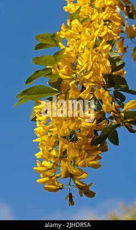 Laburnum Blossom, Wales Stock Photo