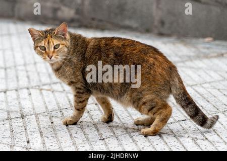 Stray cat close-up on the city street. Homeless animal Stock Photo