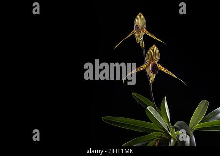 Blooming Paphiopedilum rothschildianum orchid specie on black background. Endangered terrestial and lithophyte orchid that is endemic to Kinabalu moun Stock Photo