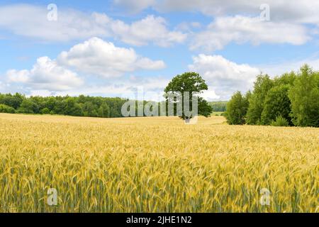 Wheat field in summer at sunset. Ripe ears of wheat on the farm during the summer harvest. Agriculture, cereals and eco nature concept. High quality photo Stock Photo