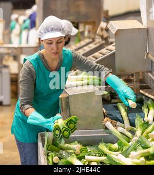 Female employee of vegetable sorting factory arranging red cabbages in ...