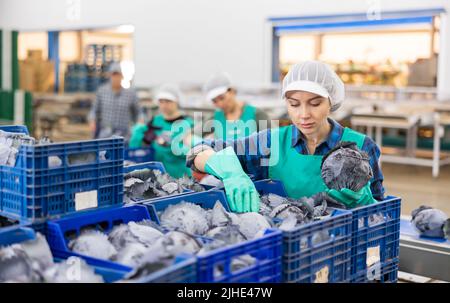 Female worker sorting red cabbage on vegetable processing factory Stock ...