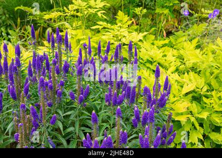 Veronica Spicata 'Glory' contrasting against yellow foliage in a summer border. Stock Photo