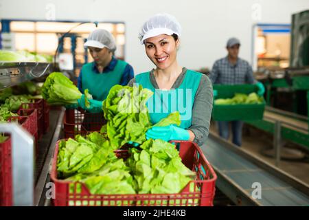 Smiling female employee of sorting factory packing lettuce into boxes ...