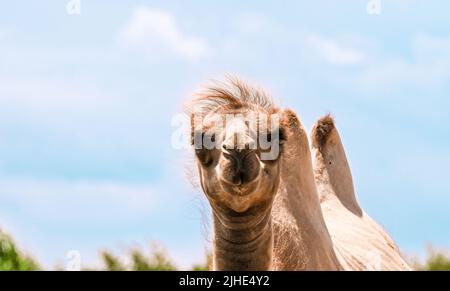 Bactrian Camel, Camelus bactrianus, portrait, critically endangered species Stock Photo