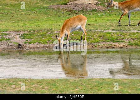 Kafue Flats Lechwe Stock Photo