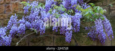 Banner with blooming blue Wisteria part of Fabaceae family hanging on an old wall with large bricks. Stock Photo