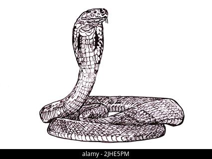 Black and white illustration of a cobra on a white background. Stock Photo