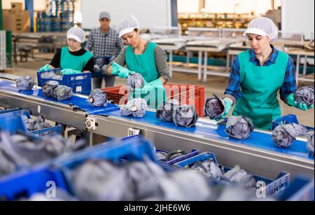 Female workers of sorting factory checking red cabbages on conveyor ...
