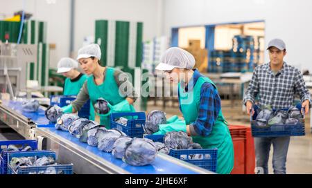Team of female workers sorting red cabbage on the conveyor of a ...