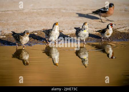 Common garnet or Linaria cannabina, passerine bird of the Fringillidae family Stock Photo