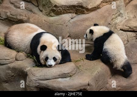 Giant pandas, baby panda and her mom together Stock Photo