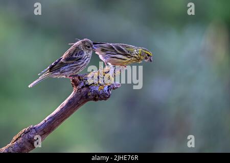 Serinus serinus - The verdigris or serin is a species of passerine bird in the Fringillidae family Stock Photo
