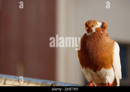Closeup Image Of Brown And White Color Pigeon Stock Photo