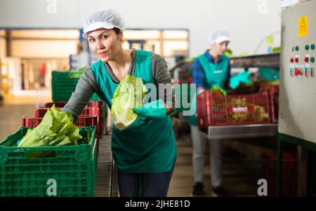Smiling female employee of sorting factory packing lettuce into boxes ...