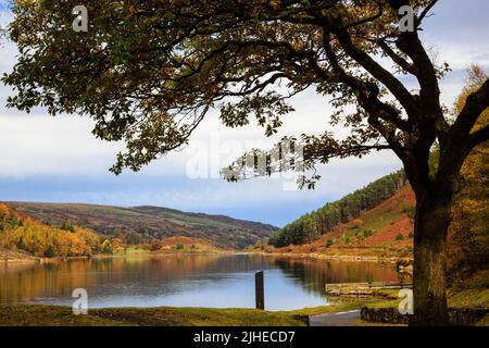 Llyn Geirionydd lake framed by Oak tree in Gwydyr Forest Park in autumn in Snowdonia National Park. Trefriw, Conwy, North Wales, UK, Britain Stock Photo
